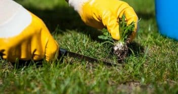 Utiliser des méthodes naturelles pour lutter contre les mauvaises herbes