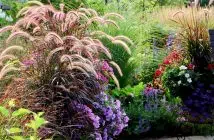 Comment aménager un jardin de graminées et autres plantes vivaces