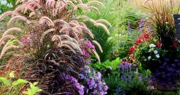 Comment aménager un jardin de graminées et autres plantes vivaces