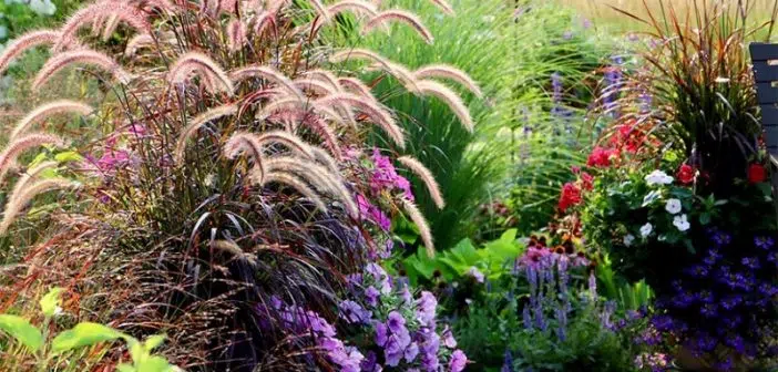 Comment aménager un jardin de graminées et autres plantes vivaces