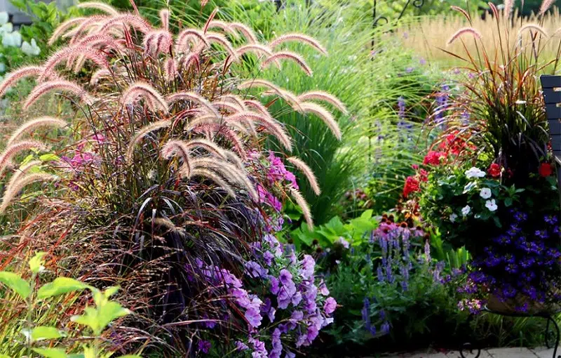 Comment aménager un jardin de graminées et autres plantes vivaces
