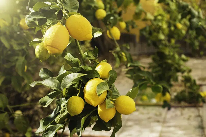 comment arroser le citronnier