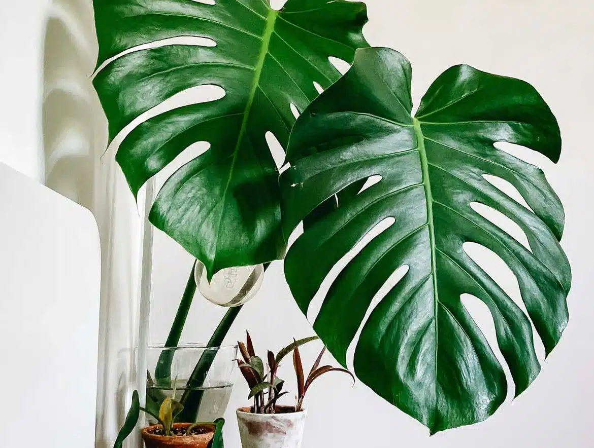 La Monstera Deliciosa, plante d'intérieur idéale