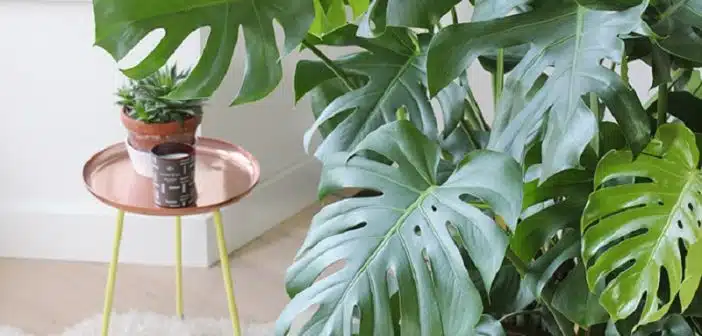 La Monstera Deliciosa, plante d'intérieur idéale