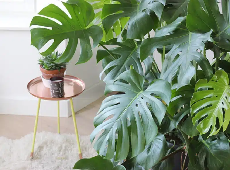La Monstera Deliciosa, plante d'intérieur idéale