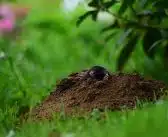 Se débarrasser des taupes efficacement au jardin