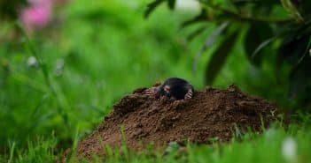 Se débarrasser des taupes efficacement au jardin Se débarrasser des taupes efficacement au jardin