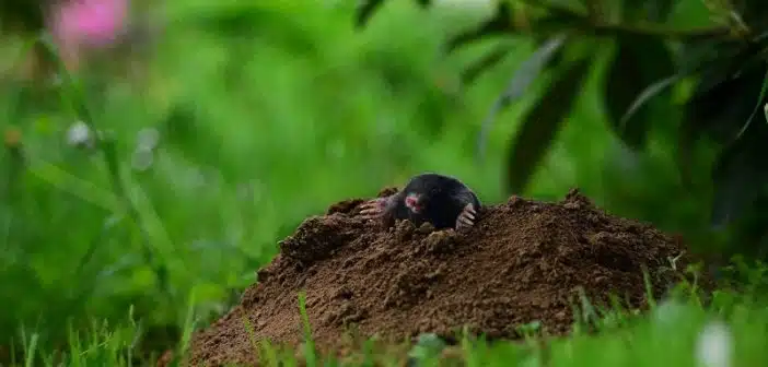 Se débarrasser des taupes efficacement au jardin