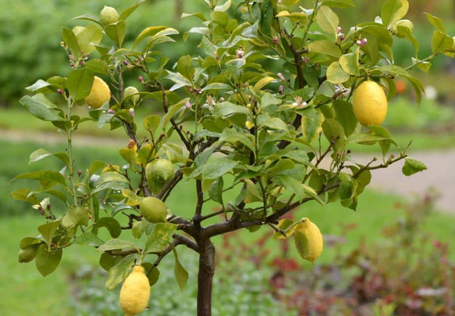 Comment arroser le citronnier ? Maisonea