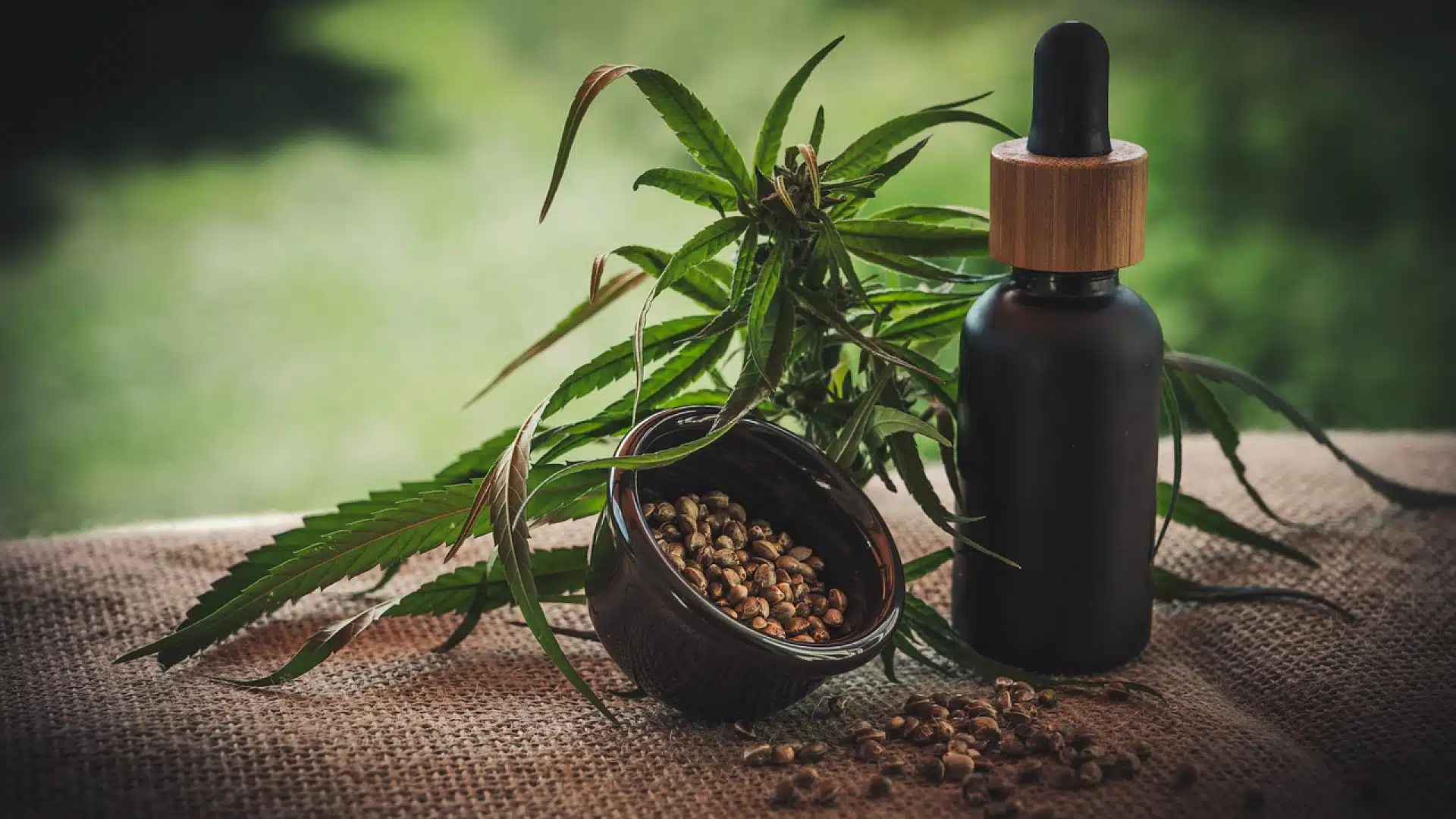 Comment bien choisir sa chambre de culture de CBD ?
