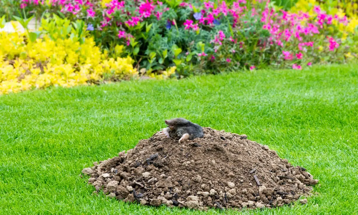 débarrasser des taupes efficacement au jardin