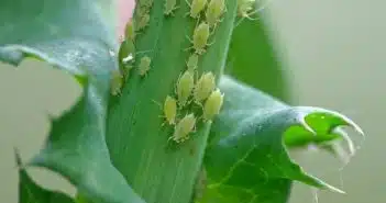 Comment empêcher les pucerons d’envahir son jardin ?