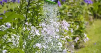 Jardinage : optez pour le recyclage d’eau pluviale