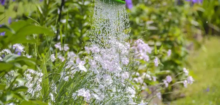 Jardinage : optez pour le recyclage d’eau pluviale