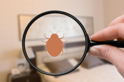 La Ravoire : comment une société anti-punaises de lit peut assurer une éradication durable ?