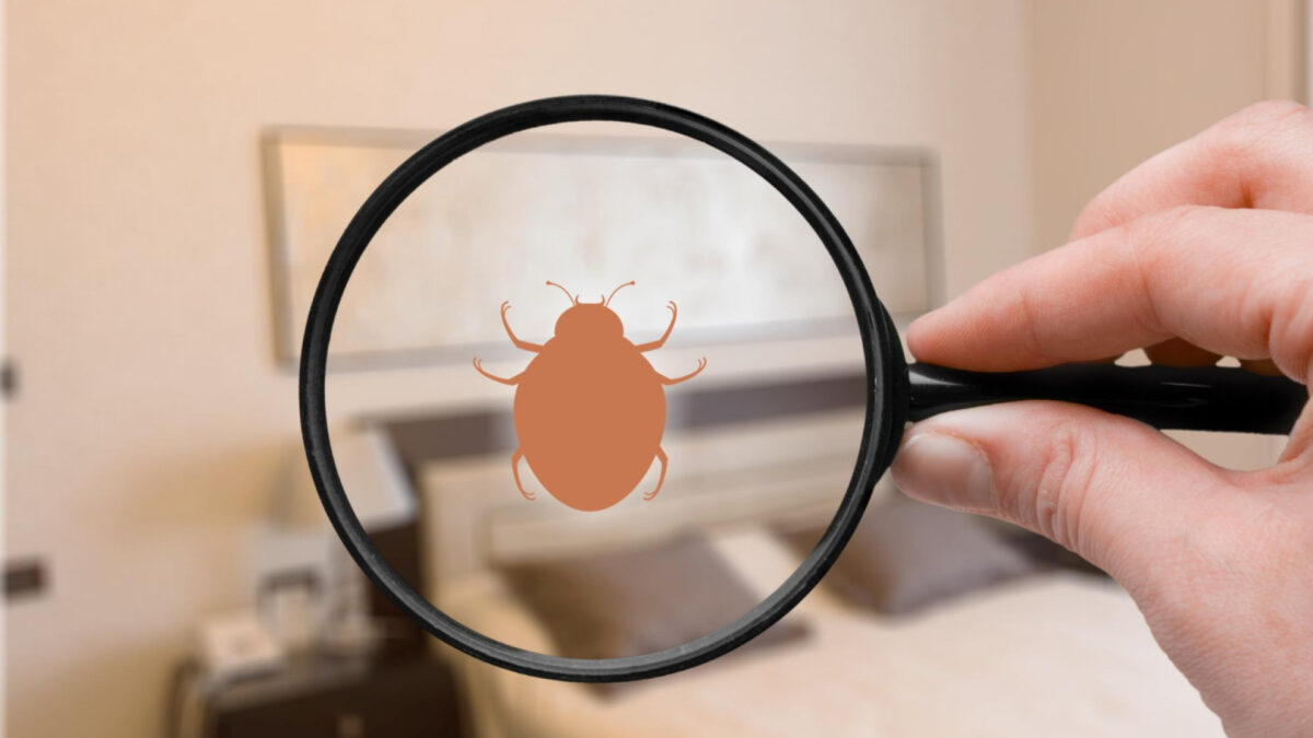 La Ravoire : comment une société anti-punaises de lit peut assurer une éradication durable ?