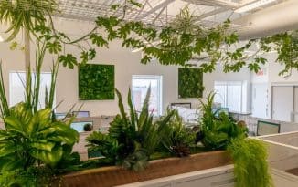 4 exemples de plantes utiles à avoir dans votre jardin