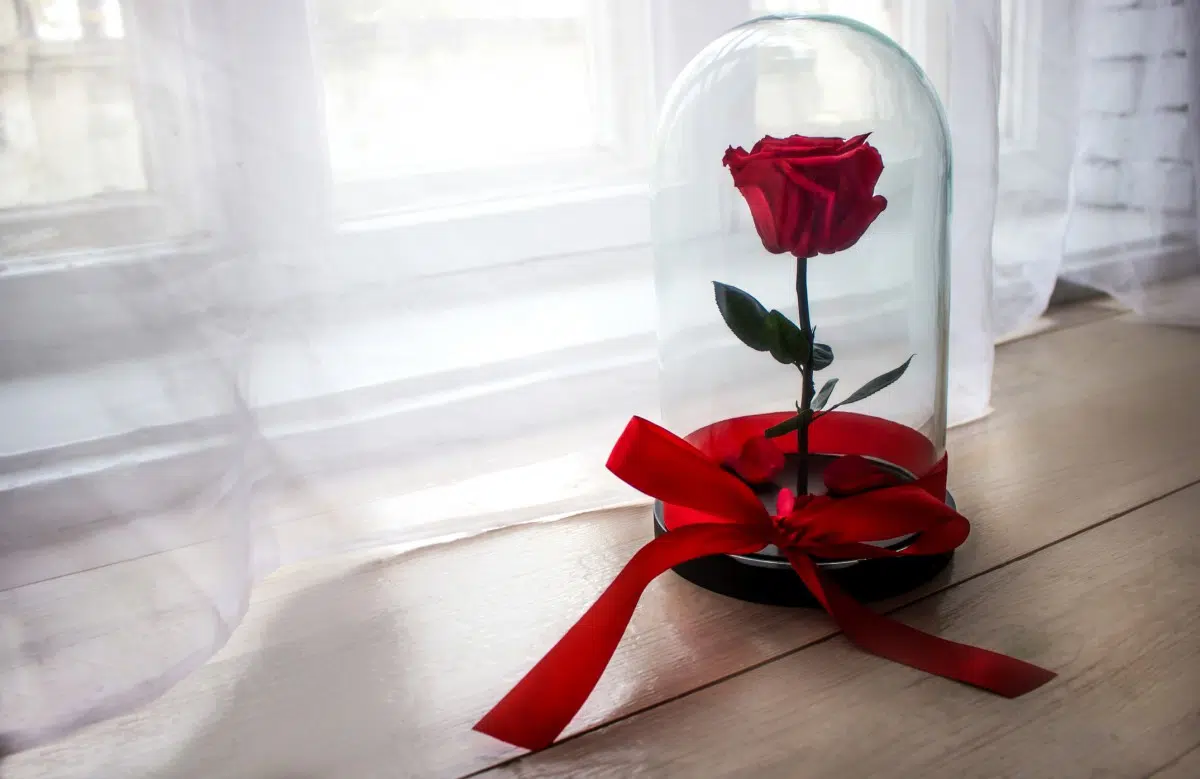 rose