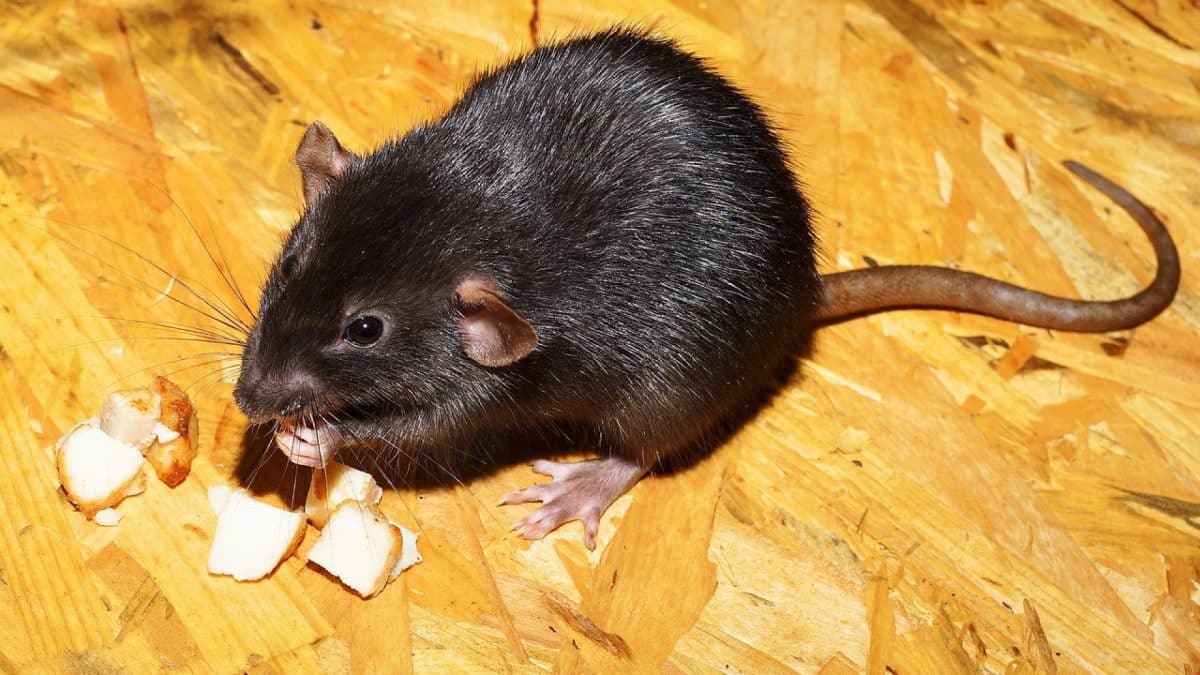 Se débarrasser des nuisibles chez vous grâce à un expert : les atouts d'une intervention professionnelle